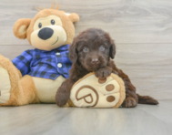 6 week old Mini Labradoodle Puppy For Sale - Windy City Pups