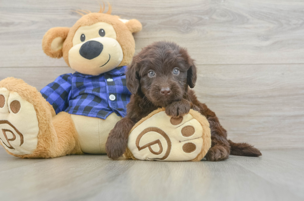 6 week old Mini Labradoodle Puppy For Sale - Windy City Pups