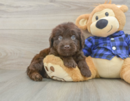 5 week old Mini Labradoodle Puppy For Sale - Windy City Pups