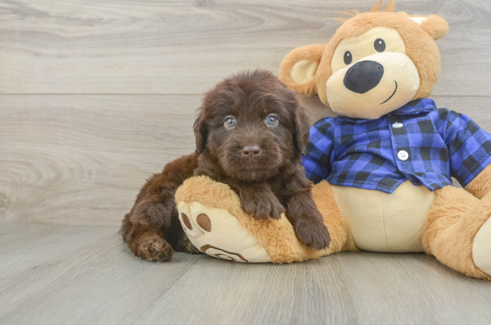 6 week old Mini Labradoodle Puppy For Sale - Windy City Pups