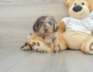 6 week old Mini Labradoodle Puppy For Sale - Windy City Pups