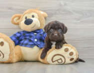 8 week old Mini Labradoodle Puppy For Sale - Windy City Pups