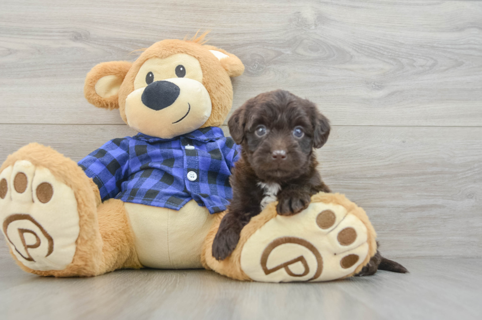 6 week old Mini Labradoodle Puppy For Sale - Windy City Pups