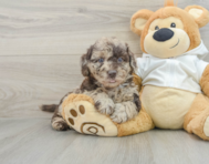 5 week old Mini Labradoodle Puppy For Sale - Windy City Pups