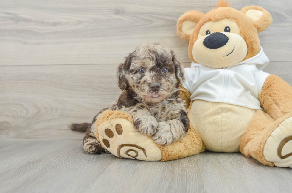 5 week old Mini Labradoodle Puppy For Sale - Windy City Pups