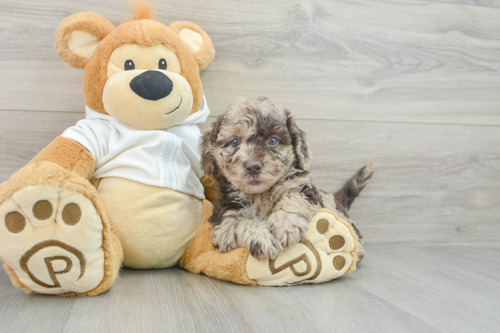 Mini Labradoodle Pup Being Cute