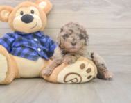 7 week old Mini Labradoodle Puppy For Sale - Windy City Pups