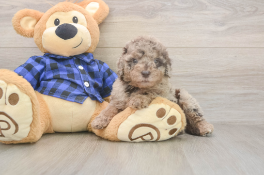 6 week old Mini Labradoodle Puppy For Sale - Windy City Pups Best Mini Labradoodle Baby