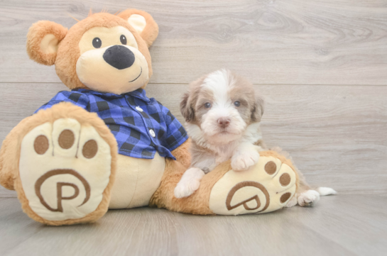 6 week old Mini Labradoodle Puppy For Sale - Windy City Pups Petite Mini Labradoodle Poodle Mix Pup