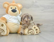 6 week old Mini Labradoodle Puppy For Sale - Windy City Pups