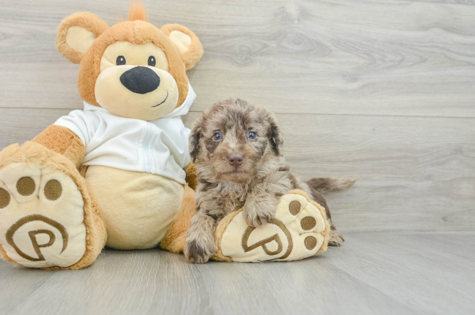 5 week old Mini Labradoodle Puppy For Sale - Windy City Pups