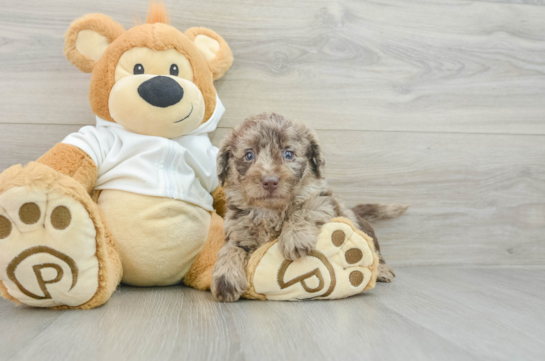 Best Mini Labradoodle Baby