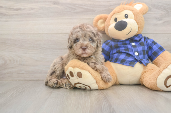 6 week old Mini Labradoodle Puppy For Sale - Windy City Pups Best Mini Labradoodle Baby