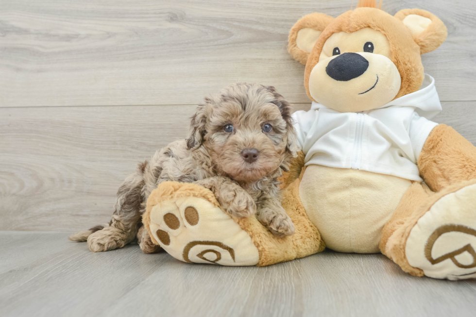 Playful Labrapoo Poodle Mix Puppy