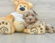 5 week old Mini Labradoodle Puppy For Sale - Windy City Pups