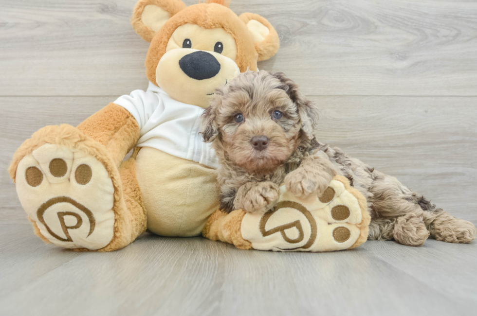 5 week old Mini Labradoodle Puppy For Sale - Windy City Pups