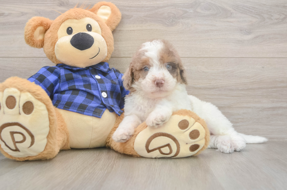 6 week old Mini Labradoodle Puppy For Sale - Windy City Pups