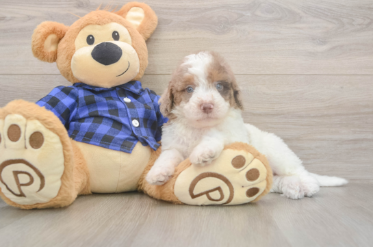 6 week old Mini Labradoodle Puppy For Sale - Windy City Pups Cute Mini Labradoodle Baby