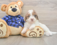 6 week old Mini Labradoodle Puppy For Sale - Windy City Pups 6 week old Mini Labradoodle Puppy For Sale - Windy City Pups