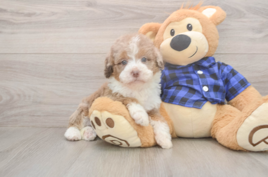 6 week old Mini Labradoodle Puppy For Sale - Windy City Pups Smart Mini Labradoodle Poodle Mix Pup