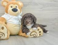 5 week old Mini Labradoodle Puppy For Sale - Windy City Pups