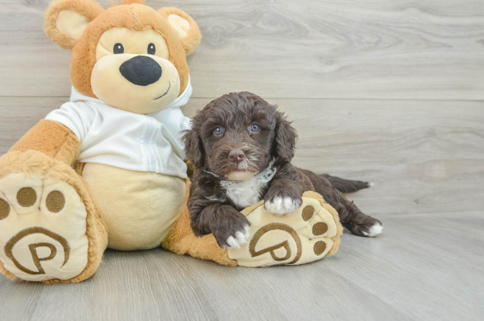 5 week old Mini Labradoodle Puppy For Sale - Windy City Pups