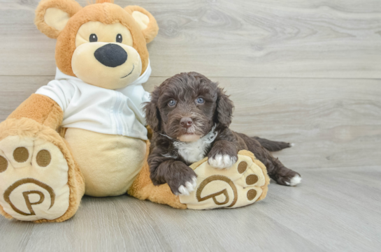 Adorable Labrapoo Poodle Mix Puppy