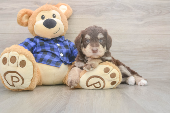 6 week old Mini Labradoodle Puppy For Sale - Windy City Pups Fluffy Mini Labradoodle Poodle Mix Pup