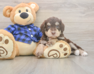 6 week old Mini Labradoodle Puppy For Sale - Windy City Pups 6 week old Mini Labradoodle Puppy For Sale - Windy City Pups