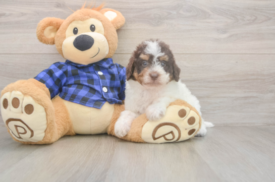 6 week old Mini Labradoodle Puppy For Sale - Windy City Pups Energetic Labrapoo Poodle Mix Puppy