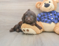 5 week old Mini Labradoodle Puppy For Sale - Windy City Pups