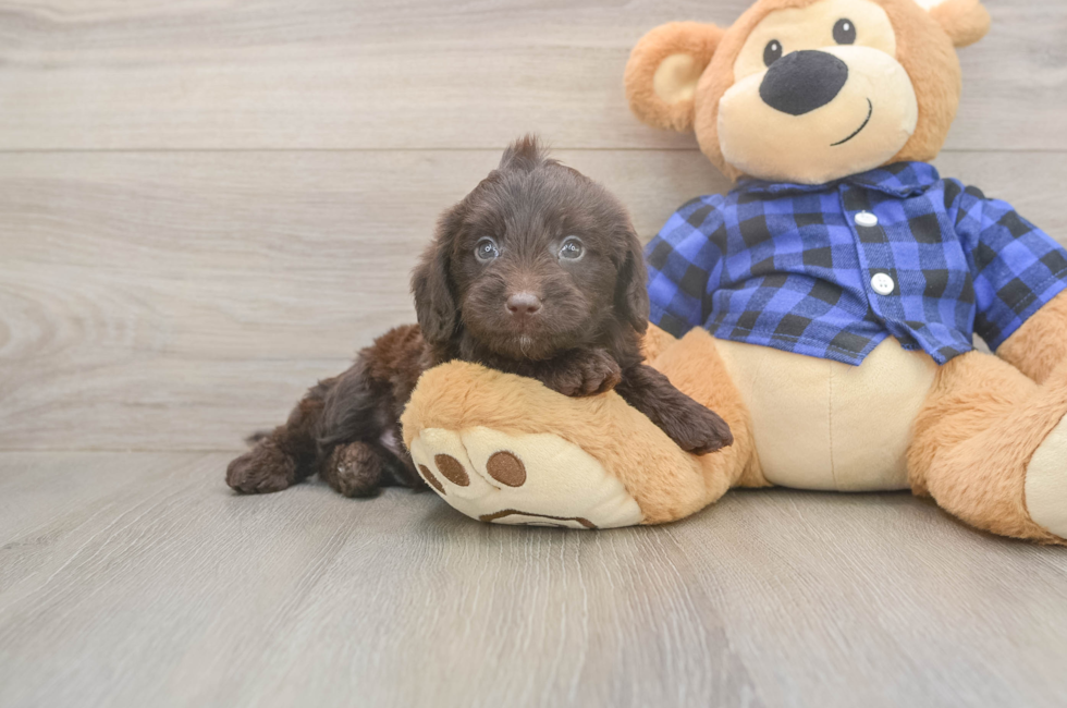 6 week old Mini Labradoodle Puppy For Sale - Windy City Pups