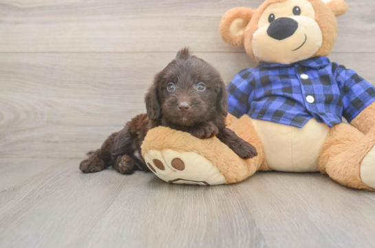 6 week old Mini Labradoodle Puppy For Sale - Windy City Pups Hypoallergenic Labrapoo Poodle Mix Puppy