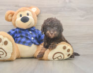 5 week old Mini Labradoodle Puppy For Sale - Windy City Pups