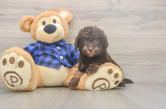 6 week old Mini Labradoodle Puppy For Sale - Windy City Pups Small Mini Labradoodle Baby
