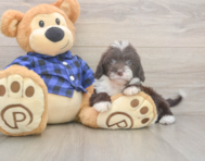 5 week old Mini Labradoodle Puppy For Sale - Windy City Pups