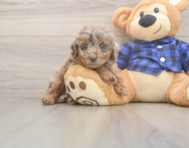5 week old Mini Labradoodle Puppy For Sale - Windy City Pups