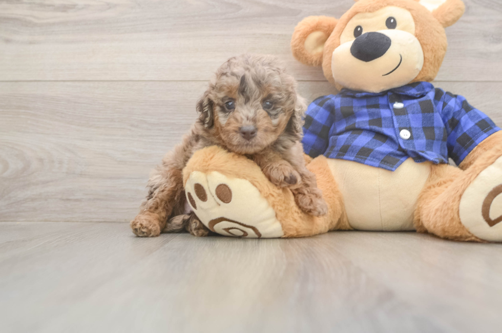 6 week old Mini Labradoodle Puppy For Sale - Windy City Pups