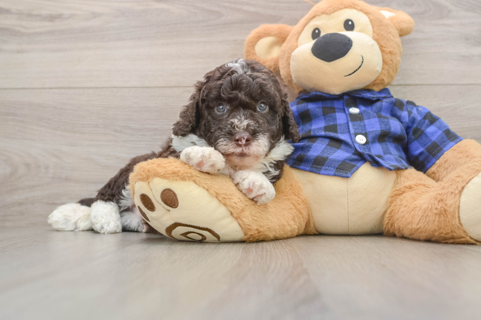 Best Mini Labradoodle Baby