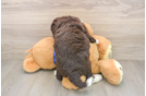 Happy Mini Labradoodle Baby