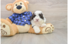 Funny Mini Labradoodle Poodle Mix Pup