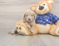 6 week old Mini Labradoodle Puppy For Sale - Windy City Pups