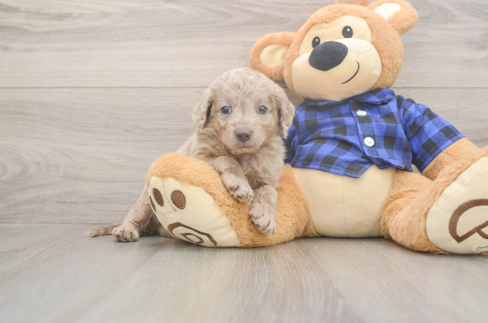 7 week old Mini Labradoodle Puppy For Sale - Windy City Pups