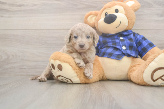 6 week old Mini Labradoodle Puppy For Sale - Windy City Pups Funny Mini Labradoodle Poodle Mix Pup