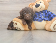 5 week old Mini Labradoodle Puppy For Sale - Windy City Pups
