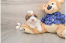 Happy Mini Labradoodle Baby