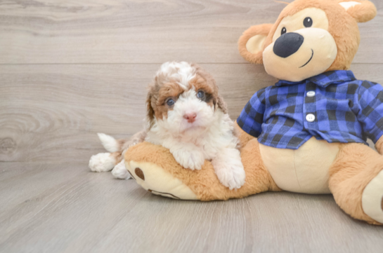 Happy Mini Labradoodle Baby