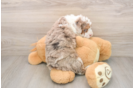 Sweet Mini Labradoodle Baby