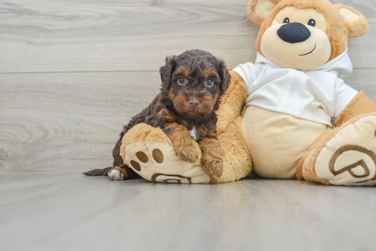 Best Mini Labradoodle Baby