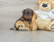 6 week old Mini Labradoodle Puppy For Sale - Windy City Pups